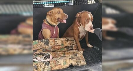 Penélope e Ulysses foram resgatados em casa abandonada no Guará