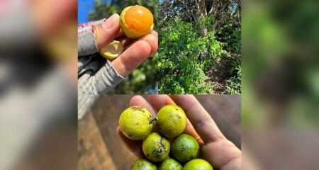 Água-pomba é uma fruta típica do Mato Grosso do Sul