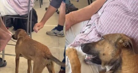 O cachorro estava caminhando em meio à imprensa, até encontrar um jornalista que é o tutor de 7 cães
