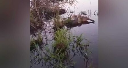 Sucuri foi flagrada mobilizando a capivara