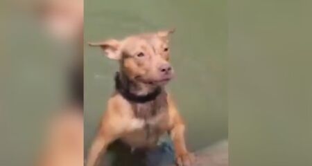 Animal se joga na água, nada por alguns segundo e então mergulha e tira o lixo