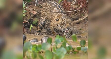 Ariranhas encaram e 'botam' onça-pintada para correr no Pantanal 