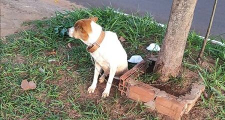 Comerciantes denunciam abandono de cachorro na Avenida Cafezais 