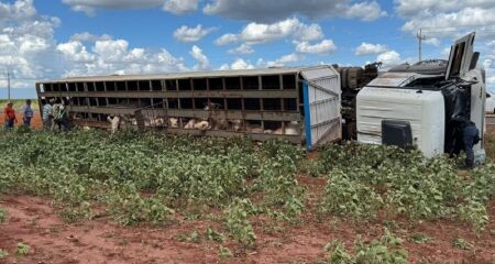 Animais que seguiam para o abate ficaram presos na carreta boiadeira