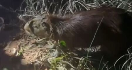 Animal foi capturado por agentes da PMA