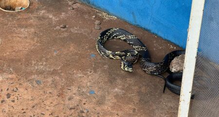 Cobra apareceu de repente no local