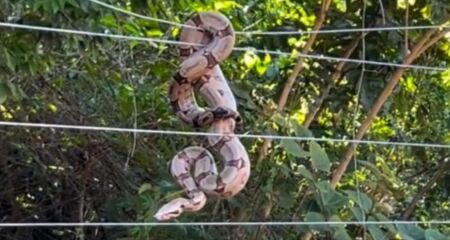 Jiboia enrolada em cerca no Parque dos Poderes