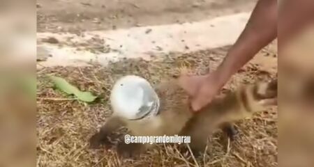 Rapaz viu a cena e salvou o animal de morrer asfixiado