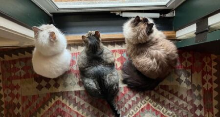 Os felinos podem seguir o tutor dentro de casa por diferentes fatores; especialistas descrevem as peculiaridades por trás do comportamento