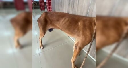Criminoso amputou uma das patas do animal sem qualquer anestesia ou assistência veterinária, debilitando e causando dor extrema na cadela