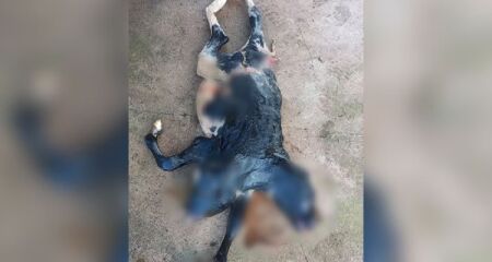 O animal, no entanto, não resistiu a toda a gestação. Caso inusitado aconteceu em uma zona rural de São Miguel do Guaporé