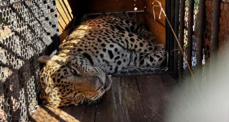 Animal está no Instituto Ampara Animal, que já cuida de oito onças. Cativeiro passará por ampliação na área aquática e não terá visitas