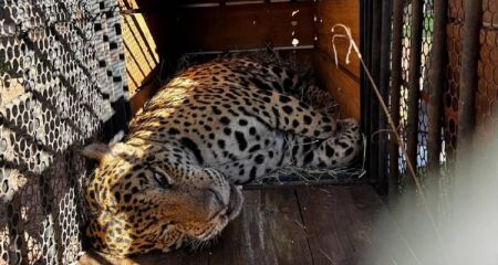 O felino silvestre está sob cuidados em um mantenedor de fauna do Instituto Ampara Animal, onde terá recuperação física e comportamental