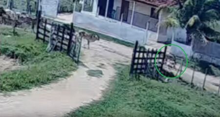 Manada quase atropelou a criança