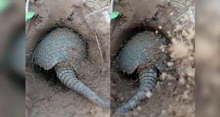 Iniciativas no Pantanal da Nhecolândia e em áreas florestais da Suzano monitoram a saúde do tatu-canastra e reforçam ações de preservação da biodiversidade
