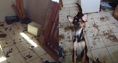 Cães ficam em um local insalubre