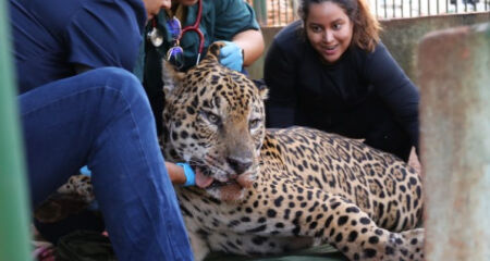 Animal capturado após ataque no Pantanal saiu do centro de reabilitação com 107 kg e foi transferido para abrigo especializado em Amparo (SP)