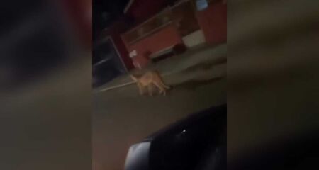Onça-parda foi flagrada desfilando pelas ruas da cidade