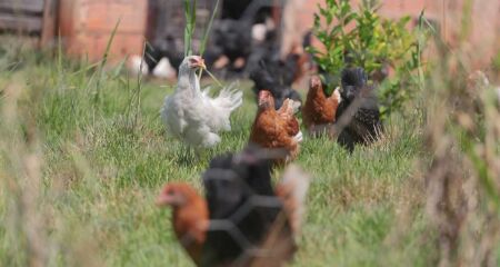 A situação foi informada por meio do painel do Ministério da Agricultura e Pecuária