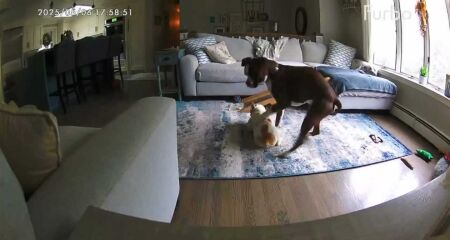 Quando a tutora dos pets se ausentou para trabalhar, ela não imaginava que um dos cães teria uma convulsão e seria salvo pelo "irmão canino"