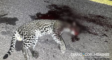 Animal foi atropelado e morto na BR-262