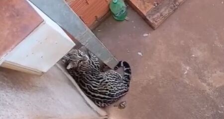 O felino não apresentava sinais de ferimentos
