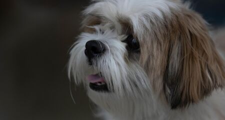 Cão da raça Shih Tzu foi abandonado na clínica