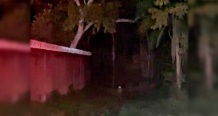 O animal estava perto de algumas árvores e foi flagrado durante rondas da PMA pela cidade