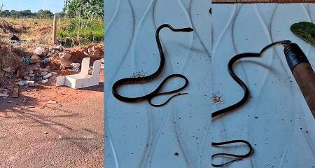 Lixo acumulado fez cobras aparecerem na casa do morador