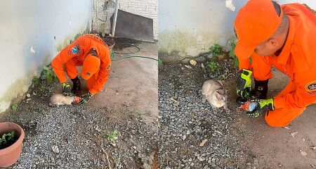 Animal de rua chegou a ser socorrido por trabalhadores próximos, mas sem sucesso