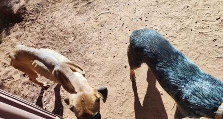Os dois cachorros estavam presos em um quintal, em situação de sofrimento, sem água e alimento