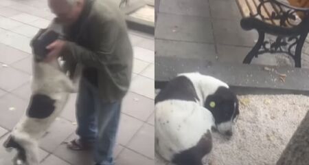 Foram anos de busca até Giorgi Bereziani reencontrar seu cachorro de estimação, Jorge