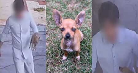 Rapaz que o teria levado disse que o pegou para evitar atropelamento; ele devolveu animal