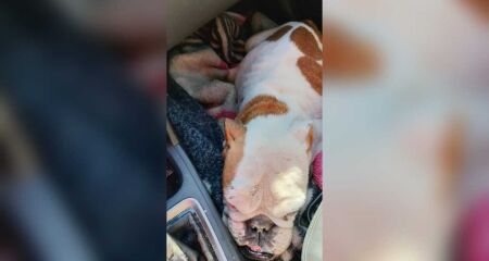 Animal foi encontrado bastante debilitado