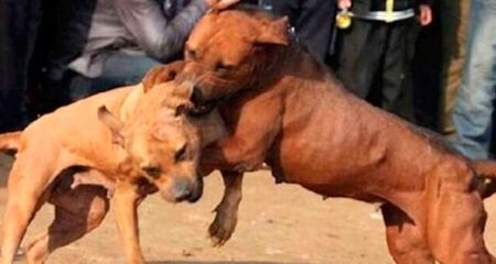 Ele teria atacado o animal que mora no imóvel e danificado alguns copos e pratos