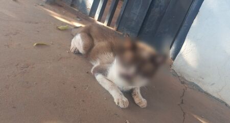 Animal está com a face bastante ferida, infestada de moscas, extremamente magro