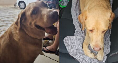 Vanessa diz que cachorro Marley ficou sem atendimento emergencial por falta de pagamento total