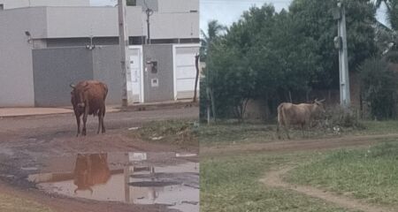 Animais soltos causam transtornos no bairro, atrapalham o trânsito, espalham lixo e ainda não se sabe quem são os donos