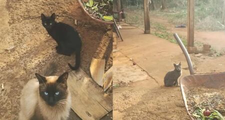 Animais vivem à própria sorte; vizinhos temem que sejam atropelados ou envenenados