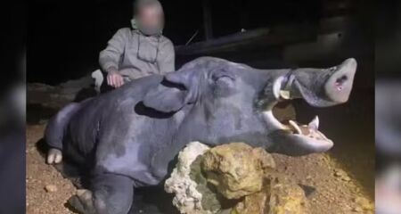 Animal foi abatido em uma área de lavoura, em uma fazenda na cidade de Paracatu (MG). Caçadores seguiram o javali com um veículo