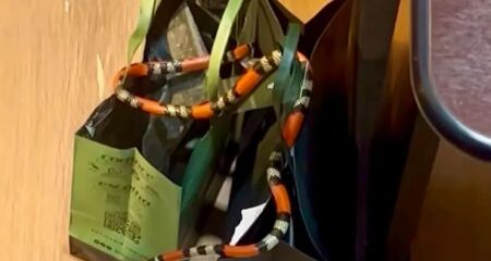 Funcionárias se depararam com o animal entre sacolas de papel; resgate foi feito com segurança