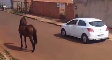 Animais foram flagrados circulando livremente pela calçada e Rua Berta Lúcia nesta segunda-feira (4)