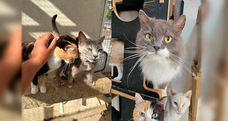 Evento da Amicats e Subea reúne cerca de 30 felinos neste sábado (9), com entrada gratuita