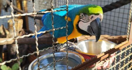 Defesa da fauna é pauta no dia 22 de setembro