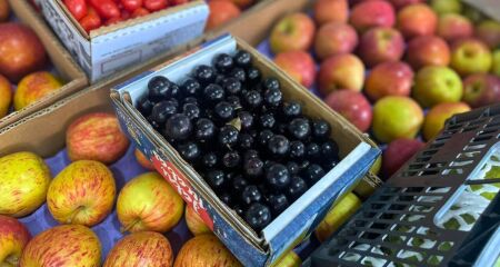 Temporada de jabuticaba recheia as vendas 