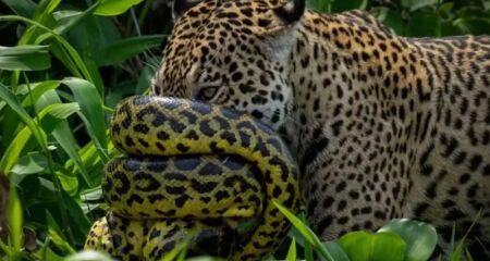 Onça travou batalha contra sucuri