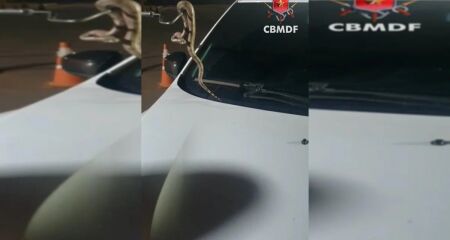 Cobra foi localizada enquanto motorista transportava dois passageiros dentro do carro
