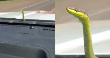 Funcionários voltavam do distrito para Campo Grande quando flagraram cena