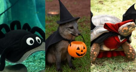 Complexo entrou na brincadeira de Dia das Bruxas com ajudinha da tecnologia