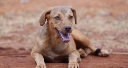 Animais de rua terão prioridade - ilustrativa 